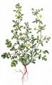 Paradox Cinquefoil - Potentilla supina L.