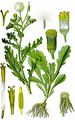 Gewöhnliches Greiskraut - Senecio vulgaris L.