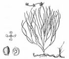 Faden-Laichkraut - Stuckenia filiformis (Pers.) Börner