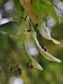 Small-Leaved Lime - Tilia cordata Mill.