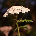 Großblättrige Schafgarbe - Achillea macrophylla L.
