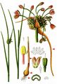 Field Garlic - Allium oleraceum L.