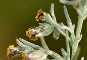 Österreichischer Beifuß - Artemisia austriaca Jacq.