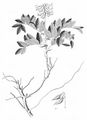 Gletscher-Tragant - Astragalus frigidus (L.) A. Gray