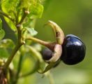 Schwarze Tollkirsche - Atropa bella-donna L.