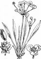 Lesser Water-Plantain - Baldellia ranunculoides (L.) Parl.