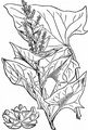 Good-King-Henry - Blitum bonus-henricus (L.) Rchb.