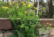 Gewöhnliches Schöllkraut - Chelidonium majus L.