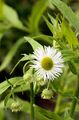 Einjähriges Berufkraut - Erigeron annuus (L.) Desf.