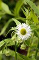 Tall Fleabane - Erigeron annuus (L.) Desf.