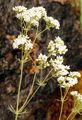 Blaugrünes Labkraut - Galium glaucum L.