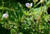 Dove's-Foot Crane's-Bill - Geranium molle L.