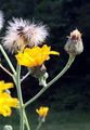  - Hieracium piliferum Hoppe