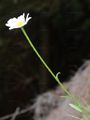 Berg-Wucherblume - Leucanthemum adustum (W. D. J. Koch) Gremli