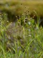 Fen Wood-Rush - Luzula pallescens Sw.