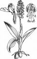 Burnt Orchid - Neotinea ustulata (L.) R. M. Bateman, Pridgeon & M. W. Chase