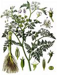 Tide-Wasserfenchel - Oenanthe conioides Lange 