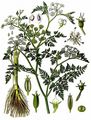 Tide Waterdropwort - Oenanthe conioides Lange