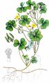 Procumbent Yellow-Sorrel - Oxalis corniculata L.
