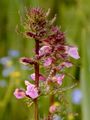 Sumpf-Läusekraut - Pedicularis palustris L.