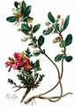 Buchsblättriges Kreuzblümchen - Polygala chamaebuxus L.
