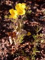 Siebenblättchen-Fingerkraut - Potentilla heptaphylla L.