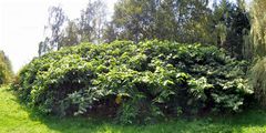 Japanese Knotweed - Reynoutria japonica Houtt.