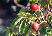 Apple Rose - Rosa villosa L.