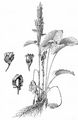 Alpen-Ampfer - Rumex alpinus L.