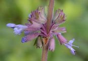 Whorled Clary - Salvia verticillata L.