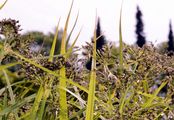 Creeping Club-Rush - Scirpus radicans Schkuhr