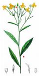 Fuchs' Greiskraut - Senecio ovatus (G. Gaertn. & al.) Hoppe 