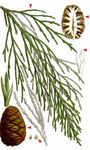 Riesenmammutbaum - Sequoiadendron giganteum (Lindl.) J. Buchholz 