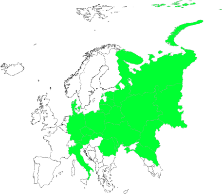 Thesium ebracteatum