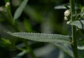 Sumpf-Schafgarbe - Achillea ptarmica L.