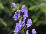 Gescheckter Eisenhut - Aconitum variegatum L.