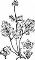 Moschuskraut - Adoxa moschatellina L.