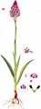 Pyramidal Orchid - Anacamptis pyramidalis (L.) Rich.