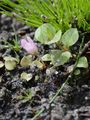 Bog Pimpernel - Anagallis tenella (L.) L.