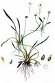Lesser Water-Plantain - Baldellia ranunculoides (L.) Parl.