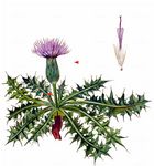 Stängellose Kratzdistel - Cirsium acaulon (L.) Scop. 