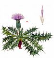 Dwarf Thistle - Cirsium acaulon (L.) Scop.