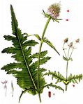 Schlitzblättrige Karde - Dipsacus laciniatus L. 