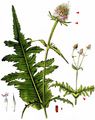 Cut-Leaved Teasel - Dipsacus laciniatus L.