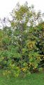 Red Ash - Fraxinus pennsylvanica Marshall
