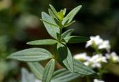 Nordisches Labkraut - Galium boreale L.
