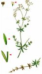 Moor-Labkraut - Galium uliginosum L. 