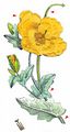 Yellow Horned-Poppy - Glaucium flavum Crantz