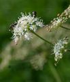 Berg-Laserkraut - Laserpitium siler L.