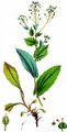 Hoary Cress - Lepidium draba L.